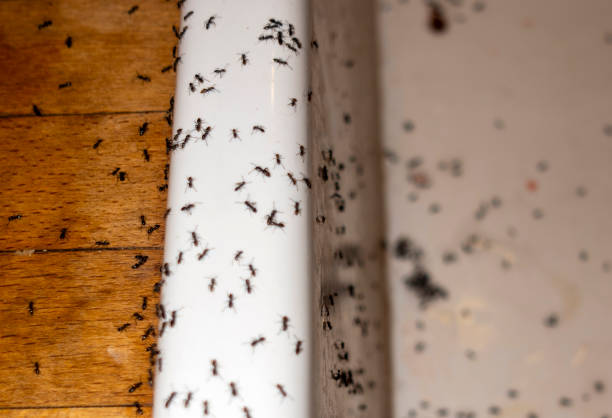 Best Wasp Removal Services  in Madison Heights, MI