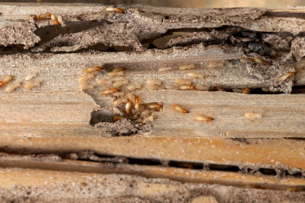 Pest Control for Restaurants in Madison Heights, MI