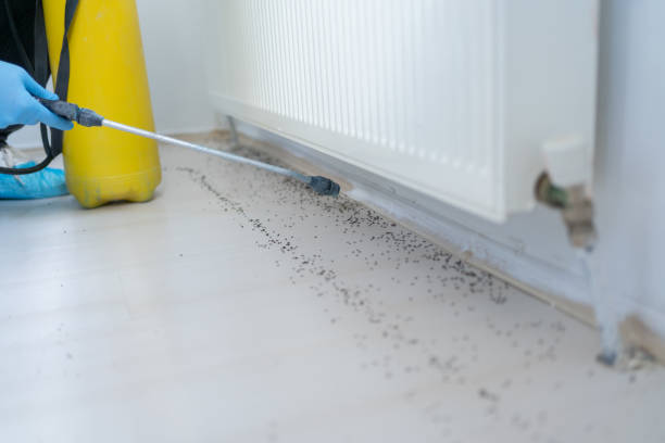 Best Termite Control Services  in Madison Heights, MI